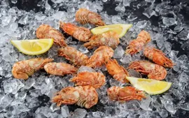 Креветка гренландская "Морской Дракон"