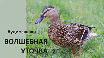 Сказка Волшебная уточка
